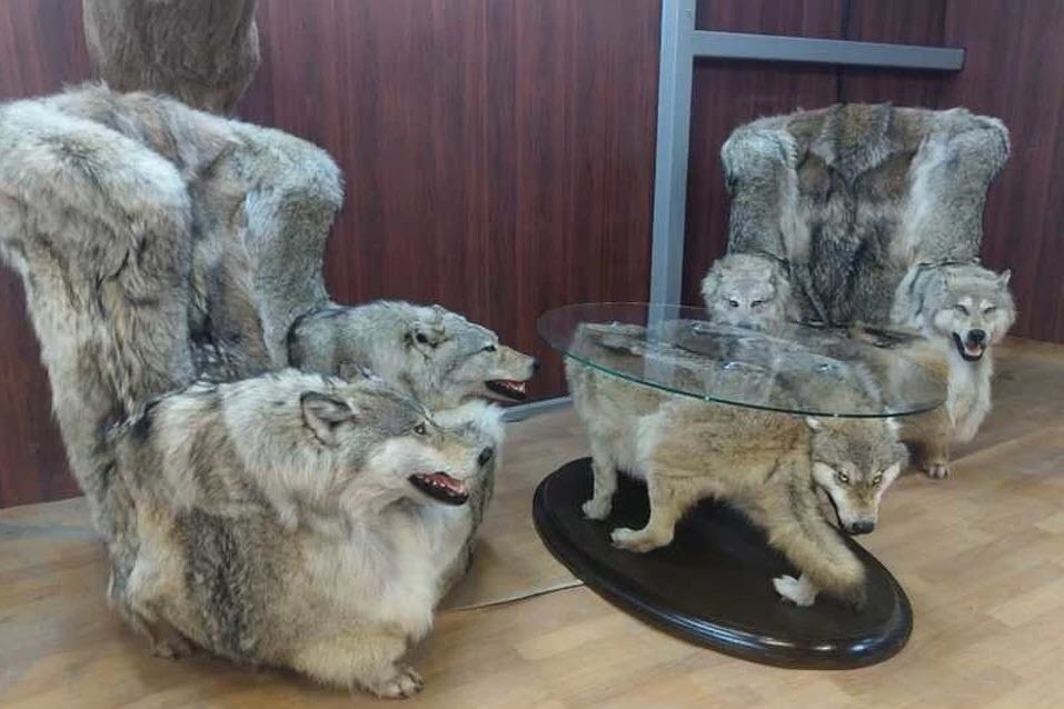 В соцсетях обсуждают мебель из якутских волков
