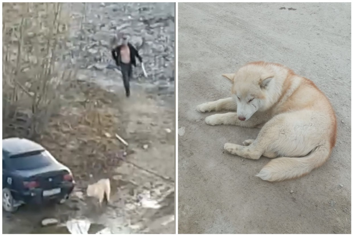 «10 ударов молотком»: В Мохсоголлохе неизвестный пробил собаке череп