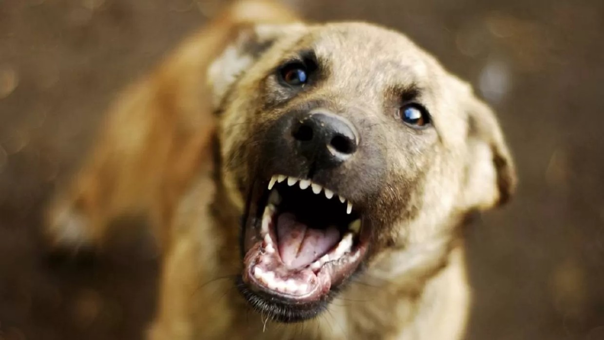 С администрации Хандыги взыскан моральный вред за нападение собаки